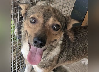 Kaylie - kleine, fürsorgliche Mama sucht ruhiges Zuhause