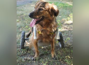 Lola - fröhliches Rollimädchen