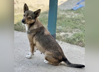 Kaylie - kleine, fürsorgliche Mama sucht ruhiges Zuhause