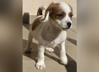 Kleinbleibender Flou sucht sein Zuhause (D/CH/LUX)