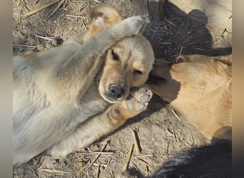 Lieber, kleiner Junghund Albert sucht Körbchen