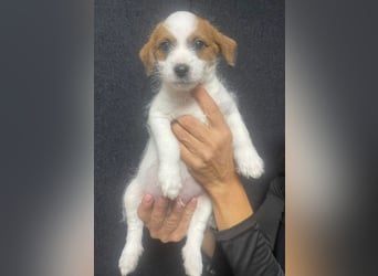 Kleinbleibender Flou sucht sein Zuhause (D/CH/LUX)