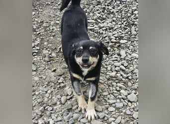 Kleine Hündin Bijou sucht Familie (D/LUX/CH)