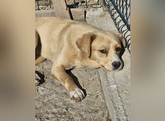 Lieber, kleiner Junghund Albert sucht Körbchen