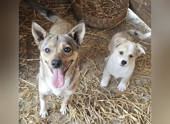 Kaylie - kleine, fürsorgliche Mama sucht ruhiges Zuhause