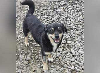Kleine Hündin Bijou sucht Familie (D/LUX/CH)