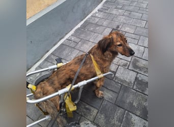 Lola - fröhliches Rollimädchen