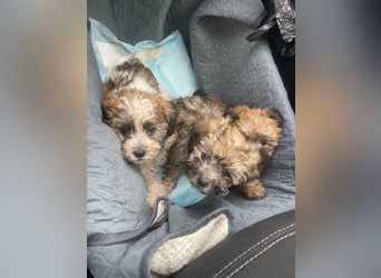 Der kleine Porto sucht ein Zuhause