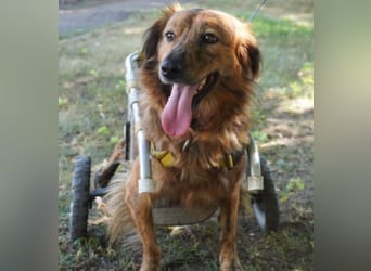 Lola - fröhliches Rollimädchen