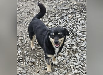 Kleine Hündin Bijou sucht Familie (D/LUX/CH)