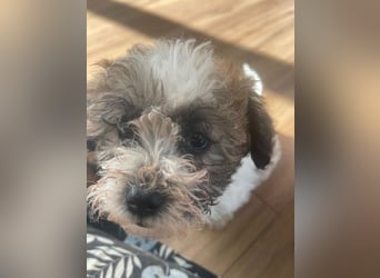 Der kleine Porto sucht ein Zuhause