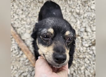 Kleine Hündin Bijou sucht Familie (D/LUX/CH)