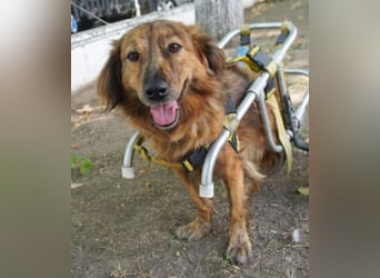 Lola - fröhliches Rollimädchen