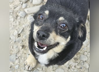 Kleine Hündin Bijou sucht Familie (D/LUX/CH)