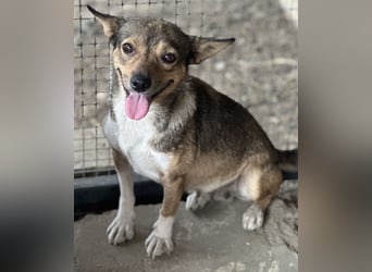 Kaylie - kleine, fürsorgliche Mama sucht ruhiges Zuhause