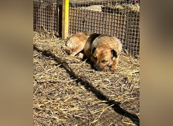 Mia - Schmusebacke ❤️