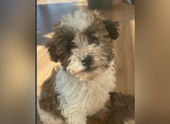 Der kleine Porto sucht ein Zuhause