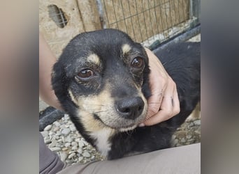 Kleine Hündin Bijou sucht Familie (D/LUX/CH)