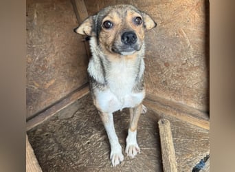 Kaylie - kleine, fürsorgliche Mama sucht ruhiges Zuhause