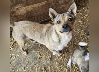 Kaylie - kleine, fürsorgliche Mama sucht ruhiges Zuhause