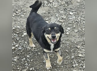 Kleine Hündin Bijou sucht Familie (D/LUX/CH)