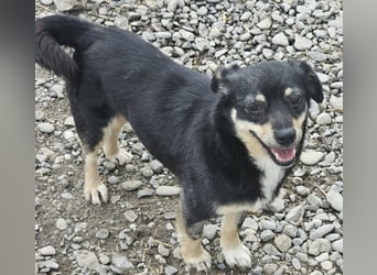 Kleine Hündin Bijou sucht Familie (D/LUX/CH)