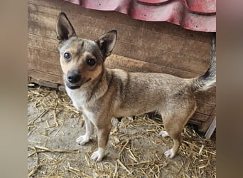 Kaylie - kleine, fürsorgliche Mama sucht ruhiges Zuhause