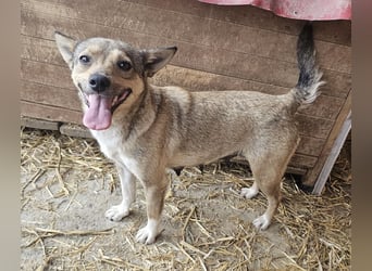 Kaylie - kleine, fürsorgliche Mama sucht ruhiges Zuhause
