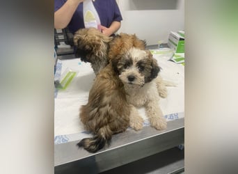 Der kleine Porto sucht ein Zuhause