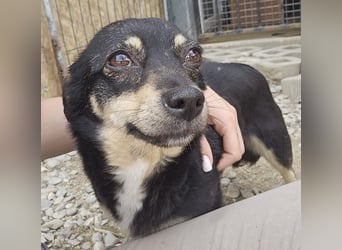 Kleine Hündin Bijou sucht Familie (D/LUX/CH)