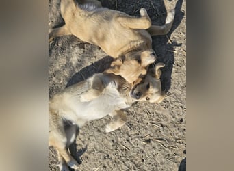 Lieber, kleiner Junghund Albert sucht Körbchen