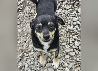 Kleine Hündin Bijou sucht Familie (D/LUX/CH)