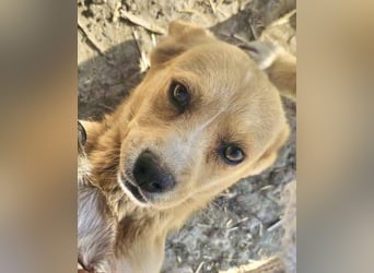 Lieber, kleiner Junghund Albert sucht Körbchen