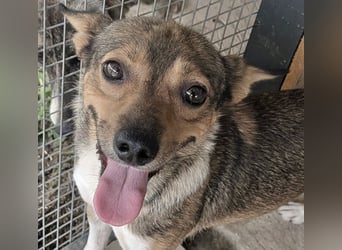 Kaylie - kleine, fürsorgliche Mama sucht ruhiges Zuhause