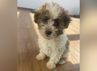 Der kleine Porto sucht ein Zuhause