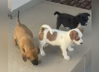 Kleinbleibender Flou sucht sein Zuhause (D/CH/LUX)