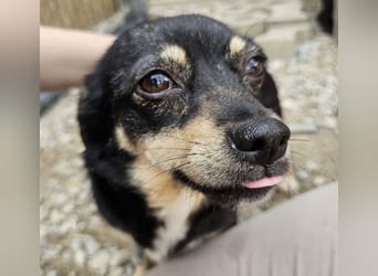Kleine Hündin Bijou sucht Familie (D/LUX/CH)