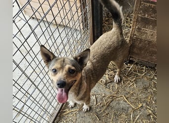 Kaylie - kleine, fürsorgliche Mama sucht ruhiges Zuhause