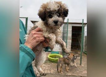 Der kleine Porto sucht ein Zuhause