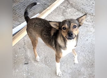 Kaylie - kleine, fürsorgliche Mama sucht ruhiges Zuhause