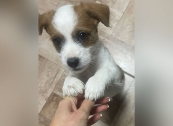 Kleinbleibender Flou sucht sein Zuhause (D/CH/LUX)