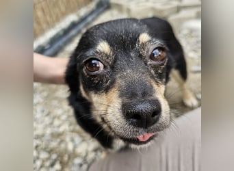 Kleine Hündin Bijou sucht Familie (D/LUX/CH)