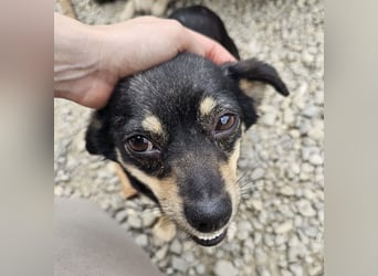 Kleine Hündin Bijou sucht Familie (D/LUX/CH)