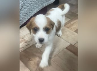 Kleinbleibender Flou sucht sein Zuhause (D/CH/LUX)