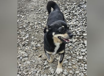 Kleine Hündin Bijou sucht Familie (D/LUX/CH)