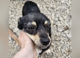 Kleine Hündin Bijou sucht Familie (D/LUX/CH)