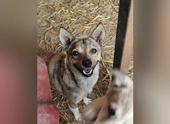 Kaylie - kleine, fürsorgliche Mama sucht ruhiges Zuhause