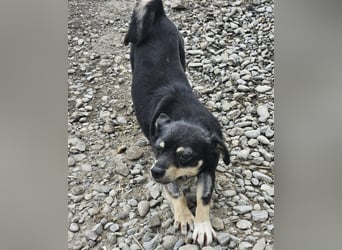 Kleine Hündin Bijou sucht Familie (D/LUX/CH)