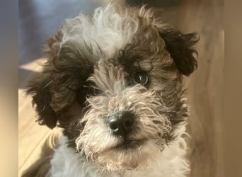 Der kleine Porto sucht ein Zuhause