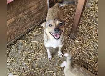 Kaylie - kleine, fürsorgliche Mama sucht ruhiges Zuhause